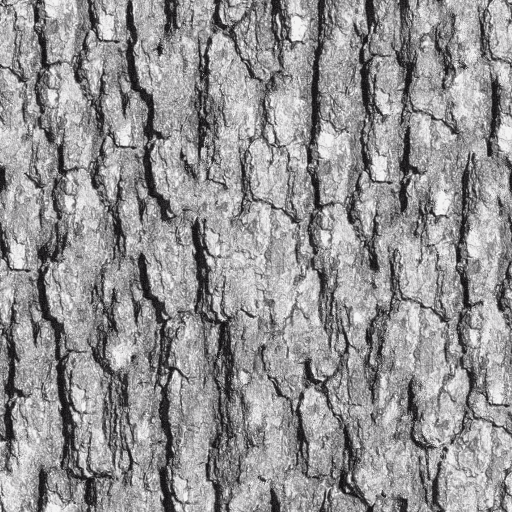 18_texture-bark.png